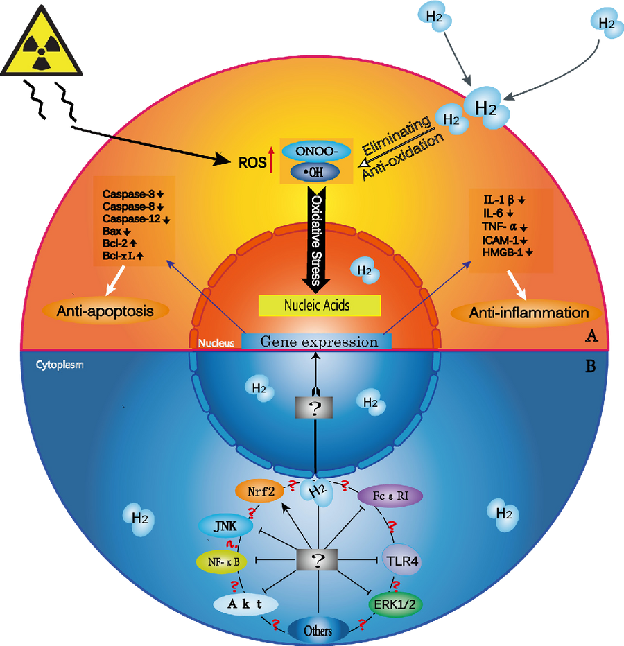 Hydrogen Cellular Penetration